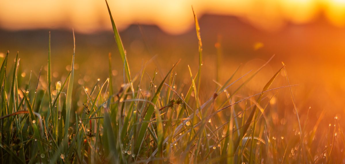 Dew-covered grass at sunrise, backlit gold, with rooftops silhouetted on the horizon
