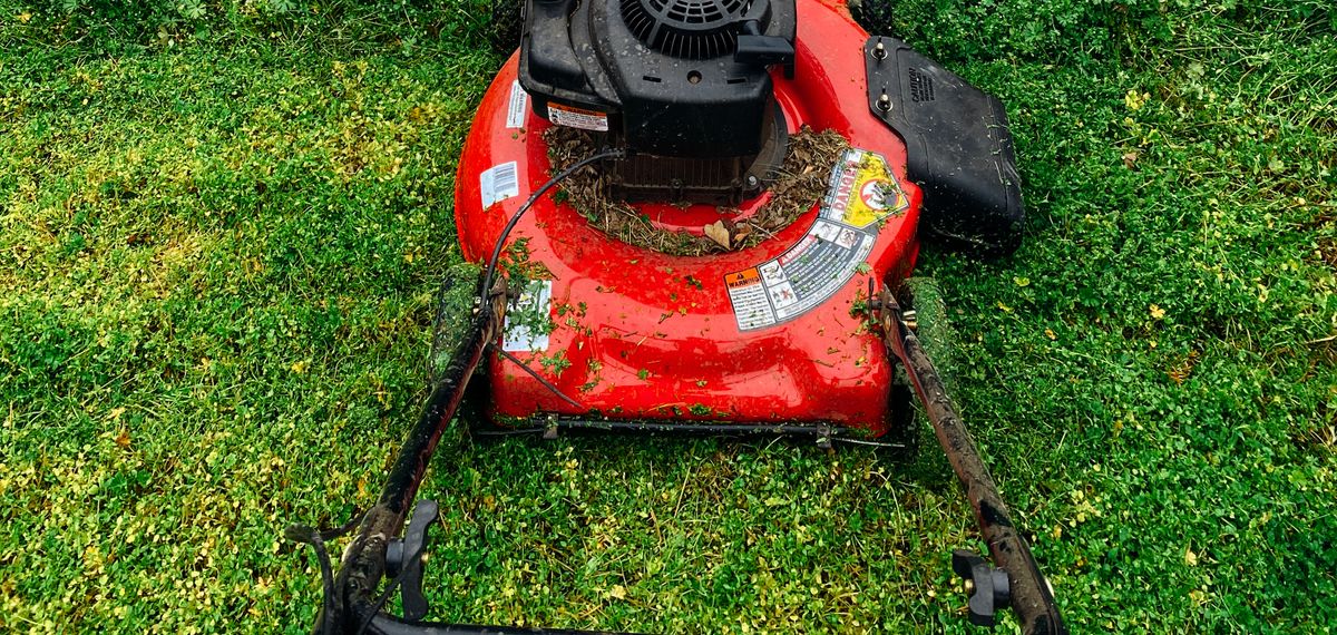 Looking down a freshly cut mower path across an overgrown yard toward the street